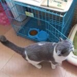 Cat Shaped Double food bowl Pet Plastic food bowl (Random Color) thumbnail 1