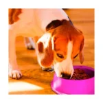 round  Shaped food bowl Pet Plastic food bowl (Random Color)  8 inch thumbnail 2