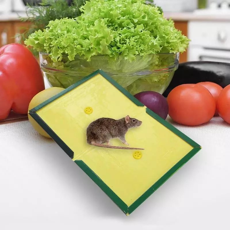 Mouse and Rat Glue Board (Book Type) - Image 2